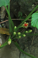 Alocasia alba, infrutescences, Pacitan, Java