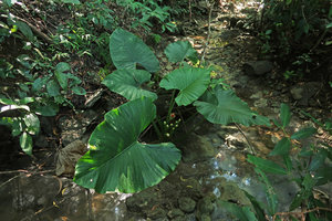 Alocasia alba in habitat, along a small forest rivulet, Pacitan, Java