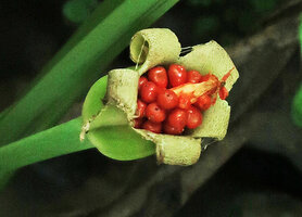 Alocasia alba, ripe infrutescence, Pacitan, Java