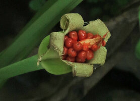 Alocasia alba, ripe infrutescence, Pacitan, Java