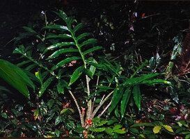 Alocasia brancifolia, a form with deeply incised leaves and brown lined mottled petiole, bright red berries, Timika, Western New Guinea