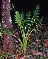 Alocasia brancifolia, a robust form with plain green petioles and leaf blade extending on each side of the midrib, Timika, Western New Guinea