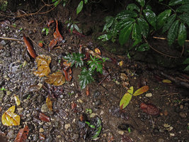 Alocasia brancifolia, young individual in a small forest stream bed, Madang, Papua New Guinea