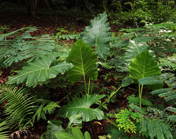 Alocasia cf. macrorrhizos, triangular undulate leaves, forest around the Botanical Gardens, Honiara, Guadalcanal, Solomon Islands