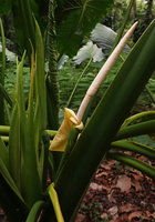 Alocasia cf. macrorrhizos, very long and narrow spadix, forest around the Botanical Gardens, Honiara, Guadalcanal, Solomon Islands