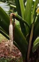 Alocasia cf. macrorrhizos, withering sterile and male portions of the very long and narrow spadix, forest around the Botanical Gardens, Honiara, Guadalcanal, Solomon Islands