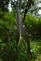 Alocasia cf. princeps, abaxial purple leaf form under flash light, Sukau, Kinabatangan, Sabah, Borneo