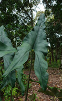 Alocasia cf. princeps, adaxial leaf surface, Sukau, Kinabatangan, Sabah, Borneo