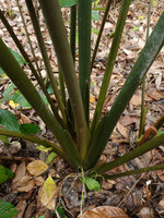 Alocasia cf. princeps, bases of two plants, the first one bearing eight leaves simultaneously alive, Sukau, Kinabatangan, Sabah, Borneo