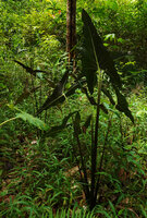 Alocasia cf. princeps, individual of the form with abaxial purple leaves, Sukau, Kinabatangan, Sabah, Borneo