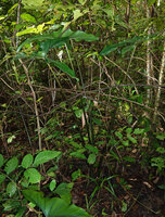Alocasia cf. princeps, plain green leaved form in swampy forest understory, Sukau, Kinabatangan, Sabah, Borneo