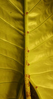 Alocasia cf. ridleyi, lower abaxial leaf surface with red strikes along the petiole and midrib and red glands in the main veins axils, Penrissen range, Padawan, Sarawak, Borneo