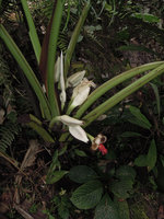 Alocasia cf wentii, inflorescences and infructescences, Rondon ridge, 2000 m asl, Mount Hagen, Papua New Guinea