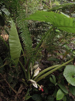 Alocasia cf wentii, Rondon ridge, 2000 m asl, Mount Hagen, Papua New Guinea