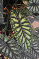 Alocasia baginda, Internet Support, Bielefeld, Germany