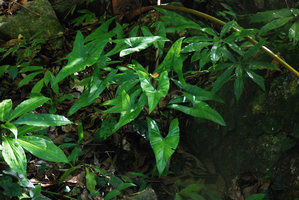 Alocasia culionensis, and Amischotolype sp., El Nido, Lagen island, Palawan, Philippines
