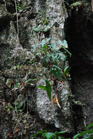 Alocasia culionensis and Begonia hughesii in a karst crack, Lion&#039;s Cave, Sabang, Palawan, Philippines