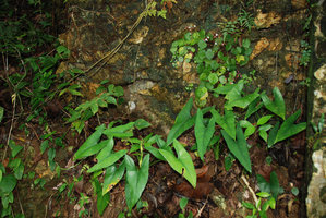 Alocasia culionensis and Begonia tabonensis on vertical limestone cliff, Lipuun Point, Quezon, Palawan, Philippines
