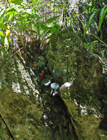 Alocasia culionensis and Begonia taraw in a karst crack, Sabang, Palawan, Philippines