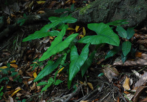 Alocasia culionensis, El Nido, Lagen island, Palawan, Philippines