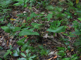 Alocasia culionensis, fruiting individual, Lagen, El Nido, Palawan, Philippines