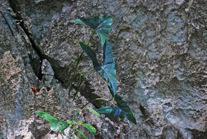 Alocasia culionensis in a karst crack, Sabang, Palawan, Philippines