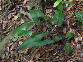 Alocasia culionensis in habitat, Lagen, El Nido, Palawan, Philippines