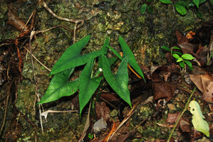 Alocasia culionensis on vertical limestone cliff, Lipuun Point, Quezon, Palawan, Philippines
