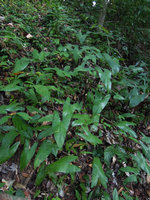 Alocasia culionensis, population in habitat, Lagen, El Nido, Palawan, Philippines