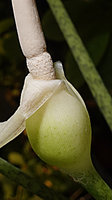 Alocasia culionensis, spadix with upper sterile part and male flowers section just emerging above the spathe, El Nido, Palawan, Philippines