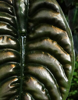 Alocasia cuprea, metallic pink silver iridescence of the blade between the main blackish vein areas on vertical garden in Patrick Blanc house
