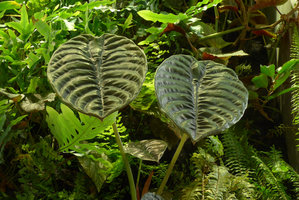 Alocasia cuprea on the Costume National Vertical Garden, leaves close up, Fukuoka, Sept. 2016
