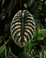 Alocasia cuprea on vertical garden in Patrick Blanc house