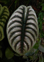 Alocasia cuprea, regularly displayed refractive  silver patches between the blackish veins, maybe an alarm signal mimicking the jaws of a predator against herbivorous small mammals