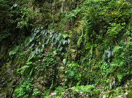 Alocasia et fougères sur falaise calcaire à Batu Caves