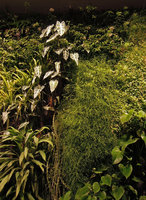Alocasia, Hoya, Aglaonema and Rhipsalis on the Vertical Garden, Sofitel Palm Jumeirah, Dubai