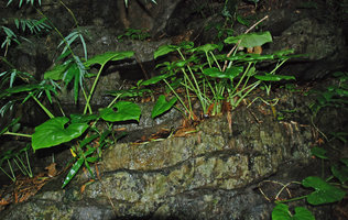 Englerarum (syn. Alocasia) hypnosum, individuals with stolons in limestone fissure, Kanchanaburi, Thailand