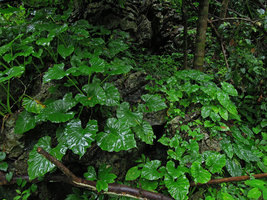 Englerarum (syn. Alocasia) hypnosum (left) and Alocasia acuminata (right) on limestone rock, Kanchanaburi, Thailand