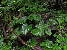 Englerarum (syn. Alocasia) hypnosum on limestone rock, Kanchanaburi, Thailand