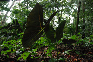 Alocasia longiloba, dark purple leaf underleaf surface, Tioman, Malaysia