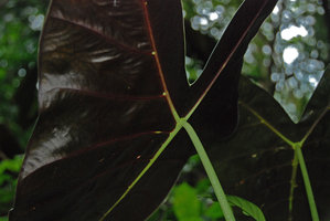 Alocasia longiloba, dark purple underleaf surface with with whitish glands, Tioman, Malaysia