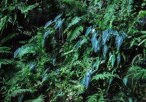 Alocasia longiloba et fougères, Batu Caves, Malaisie