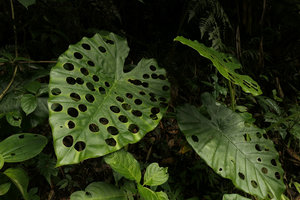 Alocasia macrorrhizos, circular impacts of herbivory, probably due to caterpillars, Nam Cang, Sapa, Vietnam