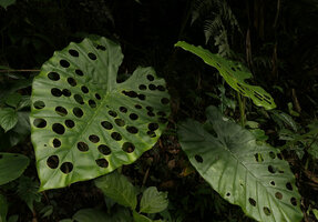 Alocasia macrorrhizos, Vietnam