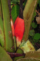 Alocasia nicolsonii, bright red fleshy spathe base embracing the maturing fruits, Tari, 2000 m asl, Hela, Papua New Guinea