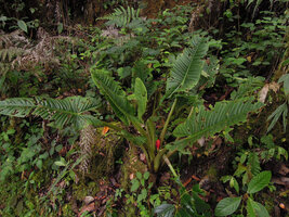 Alocasia nicolsonii, fruiting individual, Tari, 2000 m asl, Hela, Papua New Guinea
