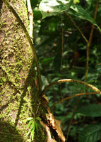 Alocasia princeps, individual with dark red mottled petioles, Gunung Mulu NP, Sarawak, Borneo