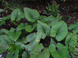 Alocasia puber, Bukit Panchor, Penang, Malaysia