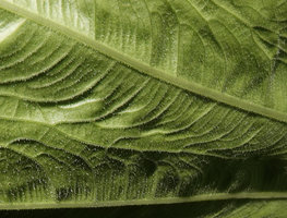 Alocasia puber, close up of the densely puberulent lower leaf blade, Bukit Panchor, Penang, Malaysia