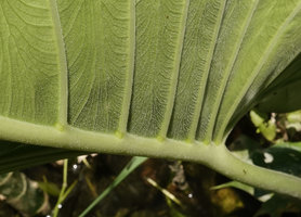 Alocasia puber, densely puberulent abaxial lower leaf blade, bright green glands in main veins axils, Bukit Panchor, Penang, Malaysia